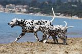 DALMATIEN 209